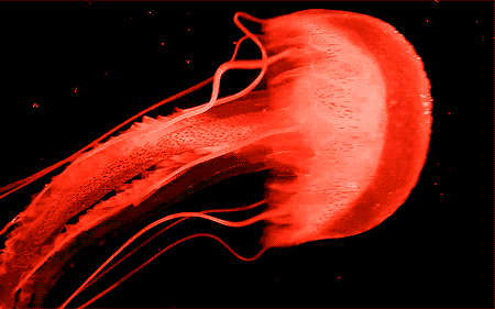 a red gif of a jelly fish slowly floating out of frame